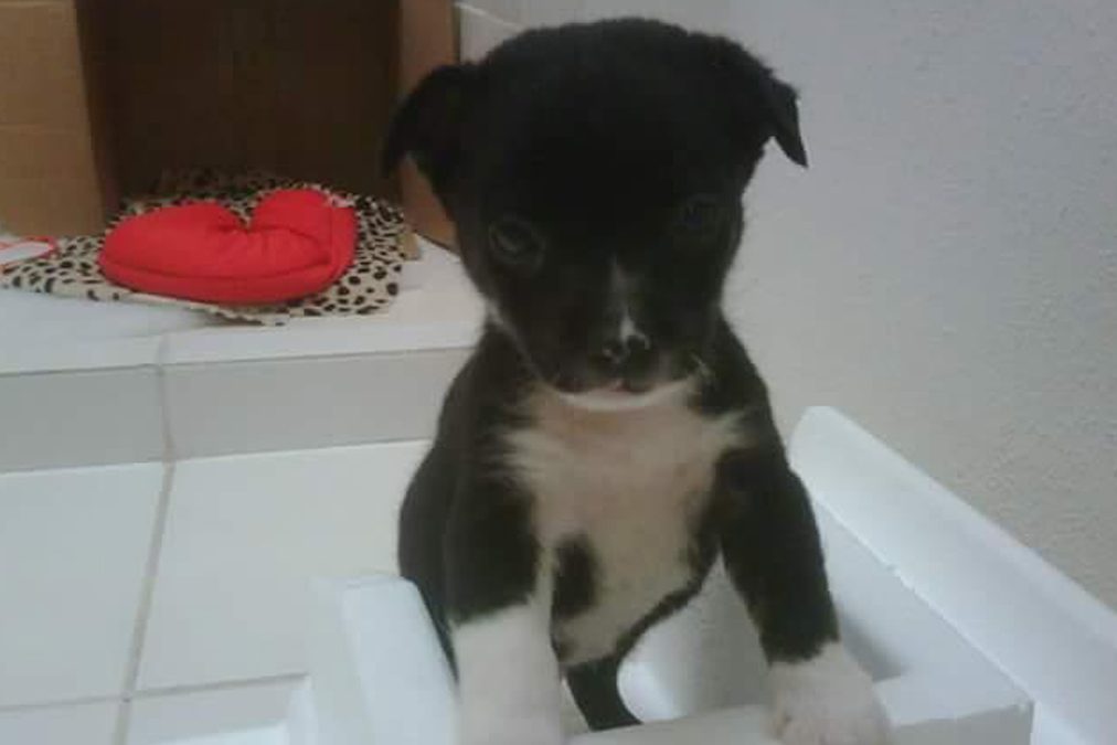 Oreo: un testimonio de amor