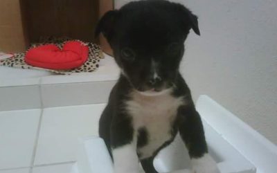 Oreo: un testimonio de amor