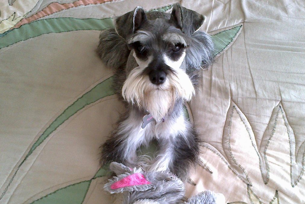 Porqué escribo acerca de Kushi