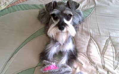 Porqué escribo acerca de Kushi